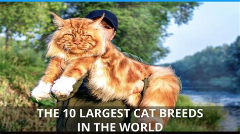 biggest domestic cat in the world|largest short haired cat breeds.